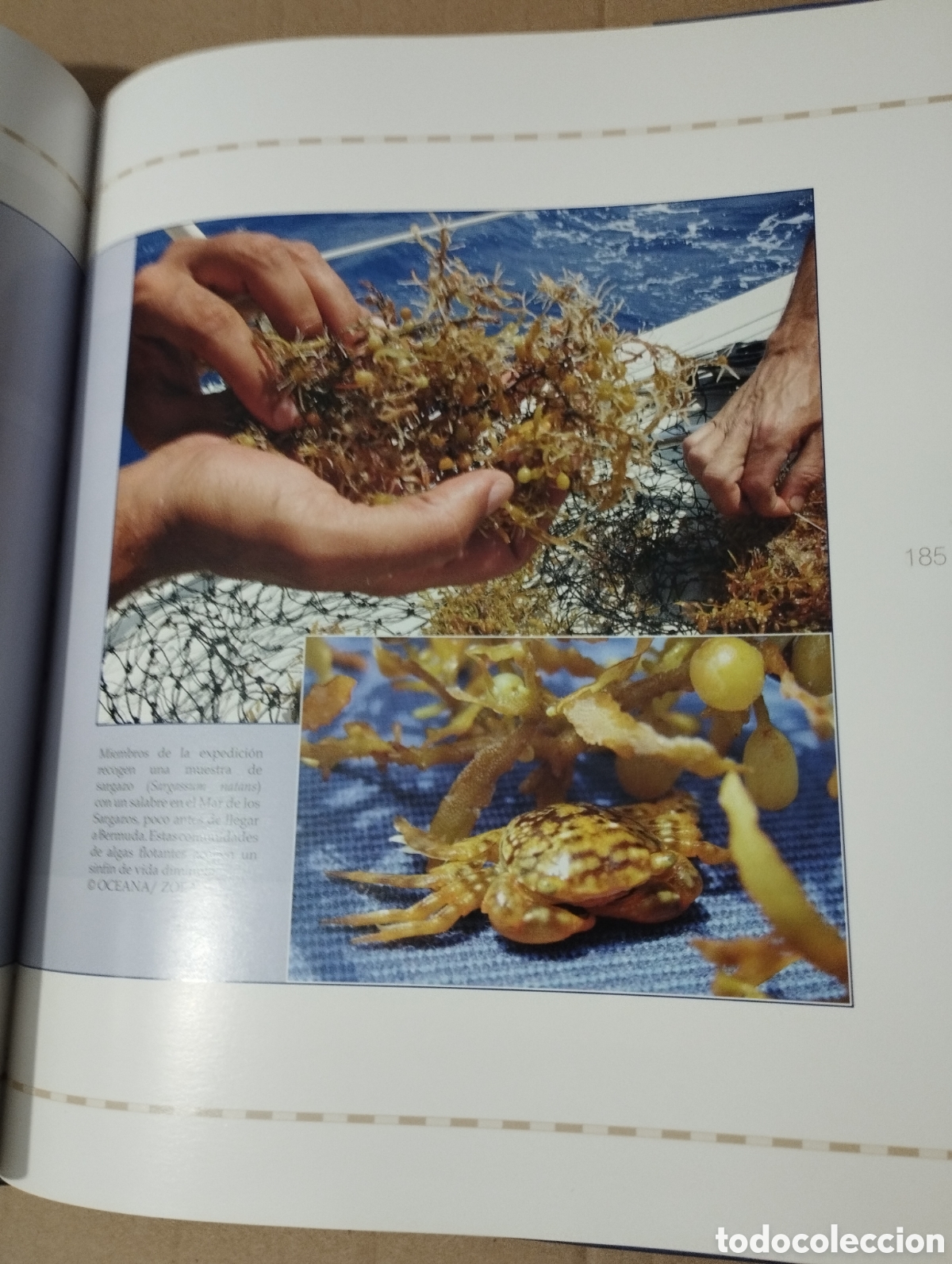 Libros de segunda mano: 12000 MILLAS EN DEFENSA DE LOS MARES. LA EXPEDICI&Oacute;N DEL OCEANA RANGER - Foto 9