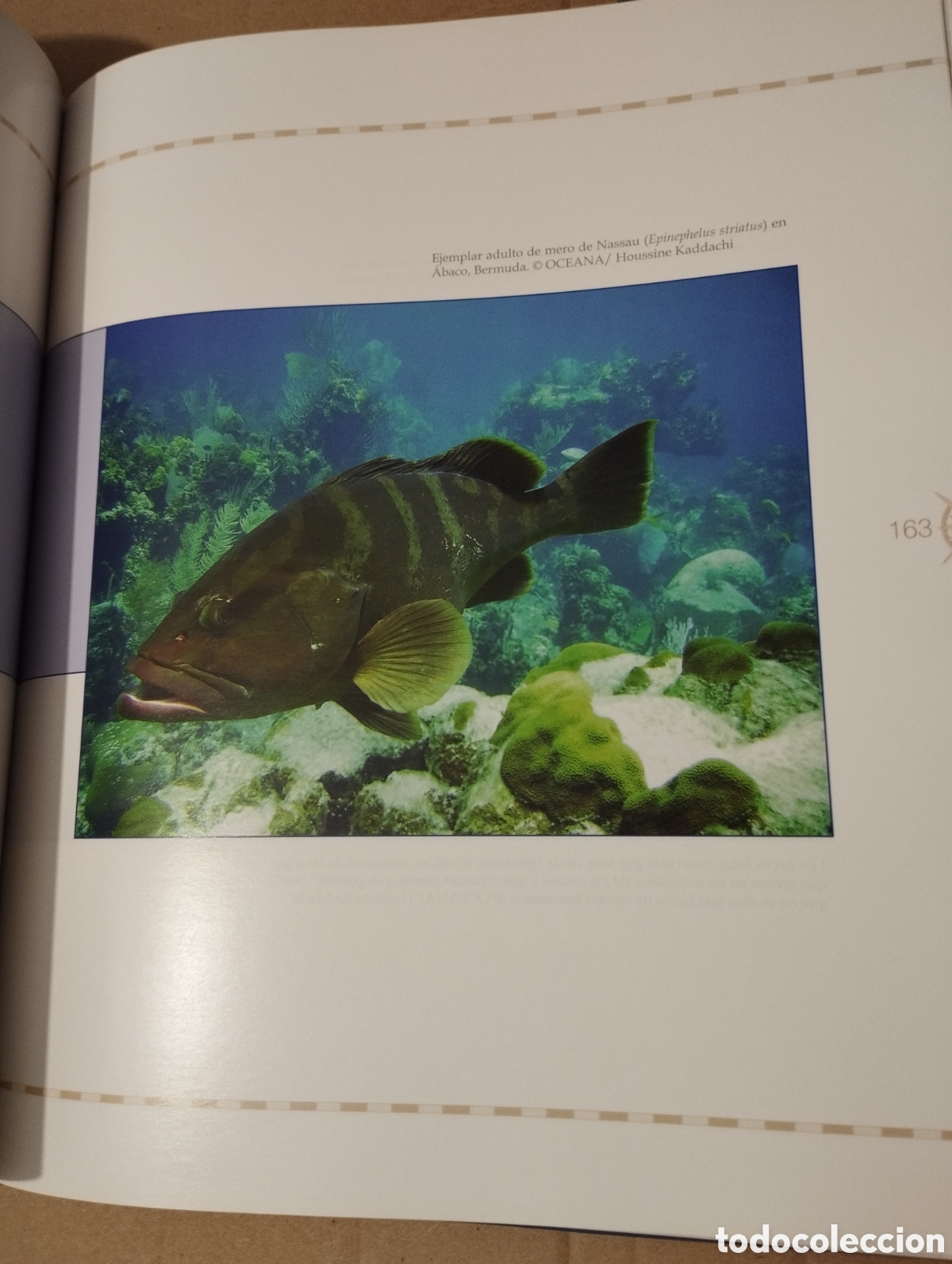 Libros de segunda mano: 12000 MILLAS EN DEFENSA DE LOS MARES. LA EXPEDICI&Oacute;N DEL OCEANA RANGER - Foto 10