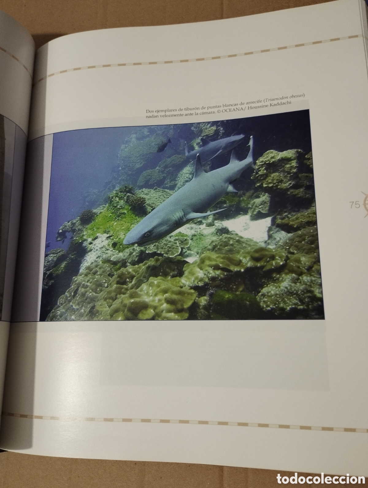 Libros de segunda mano: 12000 MILLAS EN DEFENSA DE LOS MARES. LA EXPEDICI&Oacute;N DEL OCEANA RANGER - Foto 14