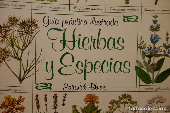 Libros de segunda mano: GU&Iacute;A PR&Aacute;CTICA ILUSTRADA DE HIERBAS Y ESPECIAS - WAVERLY ROOT - EDITORIAL BLUME - Foto 2