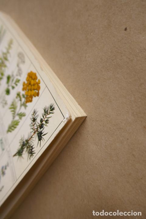 Libros de segunda mano: GU&Iacute;A PR&Aacute;CTICA ILUSTRADA DE HIERBAS Y ESPECIAS - WAVERLY ROOT - EDITORIAL BLUME - Foto 4