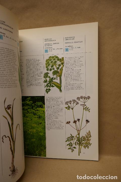 Libros de segunda mano: GU&Iacute;A PR&Aacute;CTICA ILUSTRADA DE HIERBAS Y ESPECIAS - WAVERLY ROOT - EDITORIAL BLUME - Foto 15