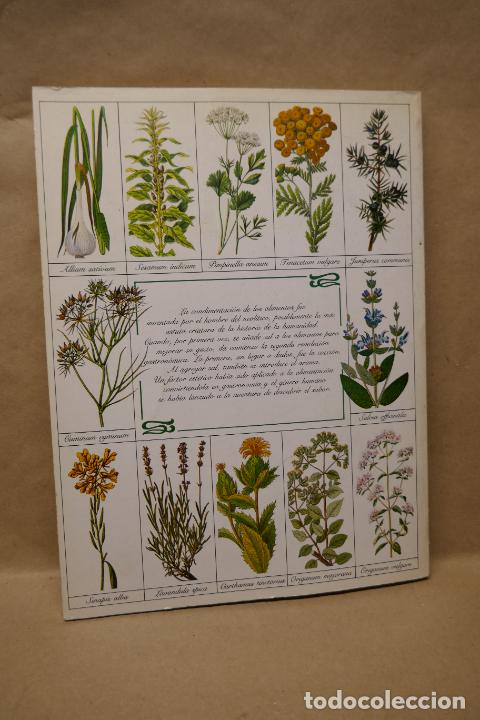 Libros de segunda mano: GU&Iacute;A PR&Aacute;CTICA ILUSTRADA DE HIERBAS Y ESPECIAS - WAVERLY ROOT - EDITORIAL BLUME - Foto 18