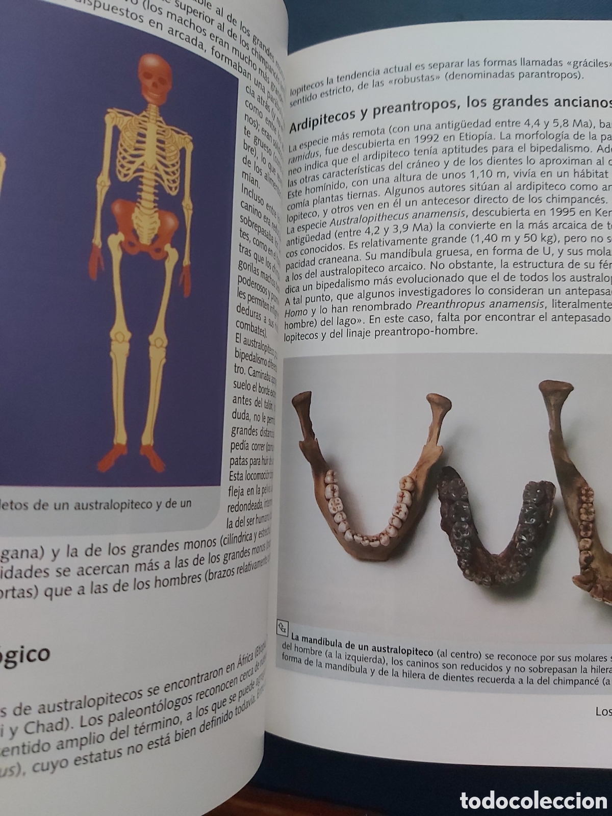 Libros de segunda mano: LOS OR&Iacute;GENES DEL HOMBRE # E. SEINANDRE # E. LAROUSSE # 2005 # BIBLIOTECA ACTUAL - Foto 6