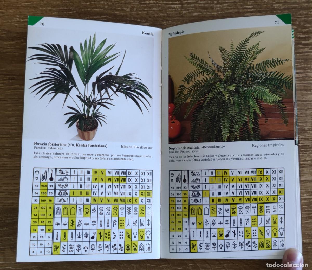 Libros de segunda mano: Gu&iacute;a pr&aacute;ctica Plantas de Interior (1983) Ediciones Daimon - Foto 2