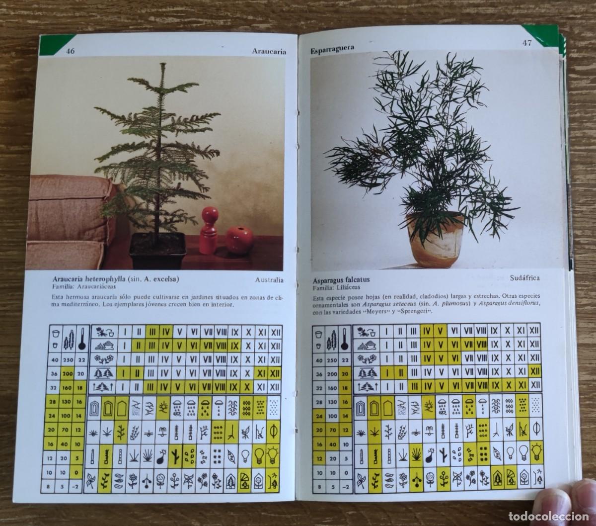 Libros de segunda mano: Gu&iacute;a pr&aacute;ctica Plantas de Interior (1983) Ediciones Daimon - Foto 3