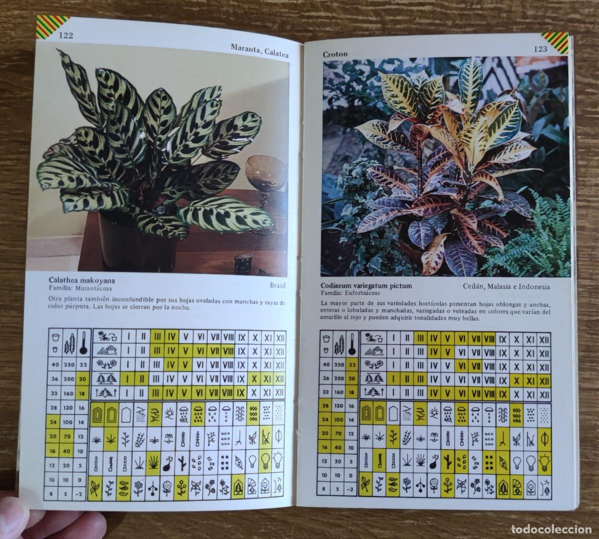 Libros de segunda mano: Gu&iacute;a pr&aacute;ctica Plantas de Interior (1983) Ediciones Daimon - Foto 4