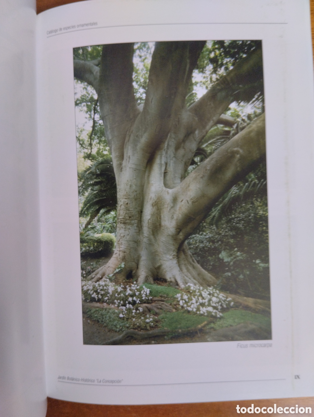 Libros de segunda mano: Cat&aacute;logo de especies ornamentales, La Concepci&oacute;n - Foto 3