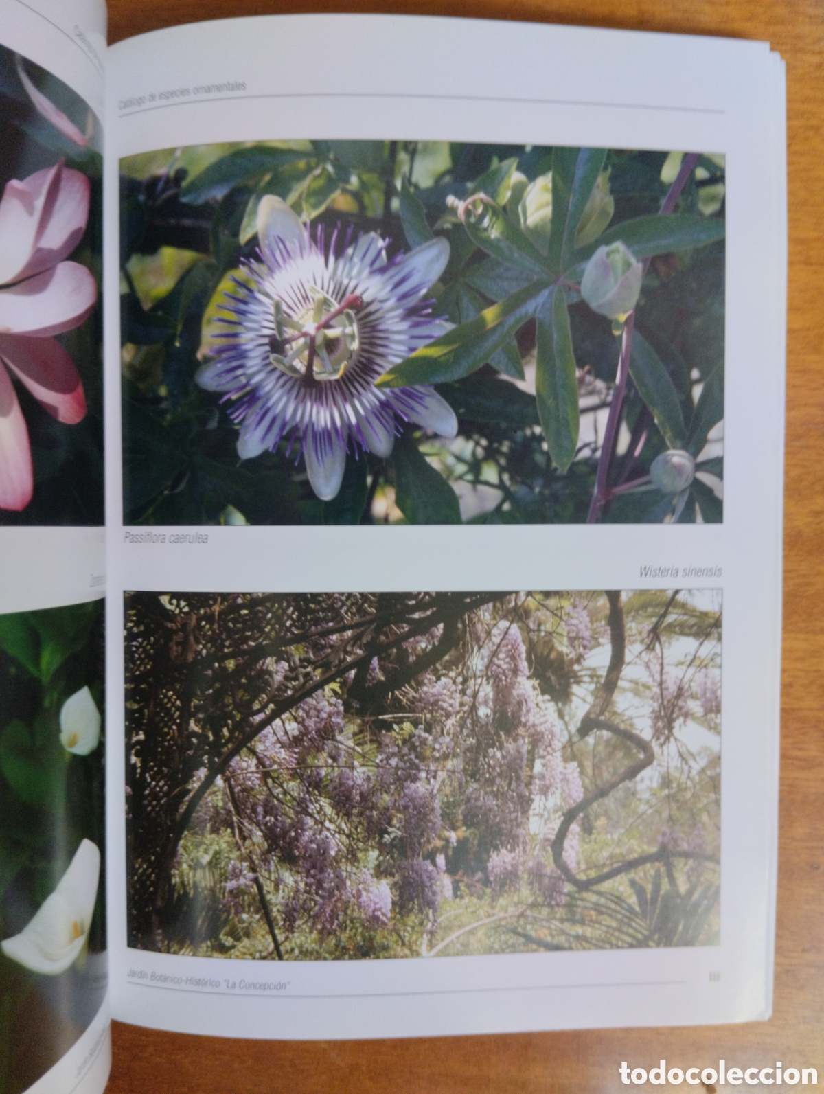 Libros de segunda mano: Cat&aacute;logo de especies ornamentales, La Concepci&oacute;n - Foto 4
