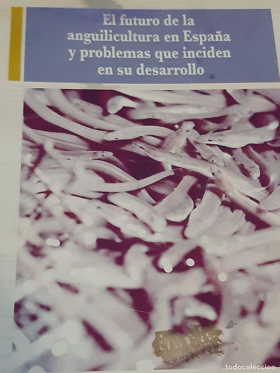 Libri di seconda mano: El futuro de la anguilicultura en Espa&ntilde;a anguila pesca maritima