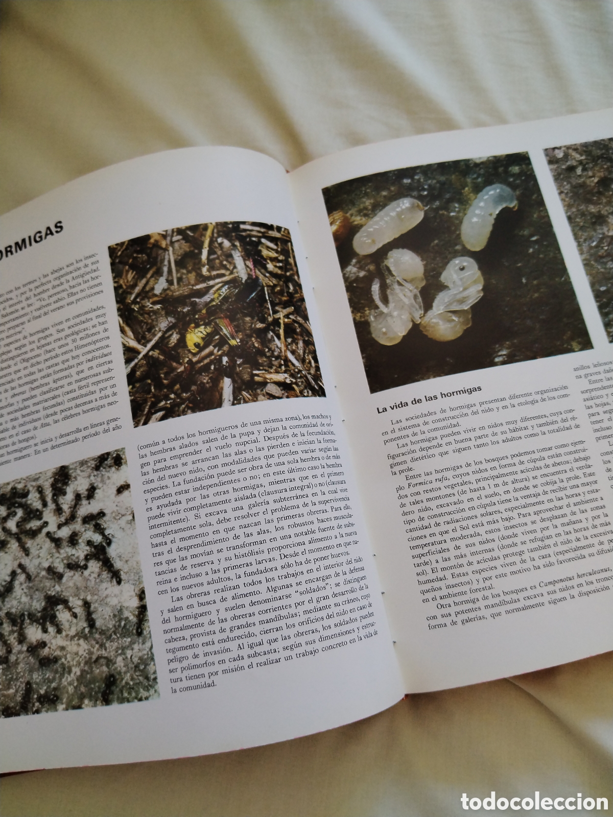 Libros de segunda mano: Maravillas de la naturaleza. Salvat - Foto 5