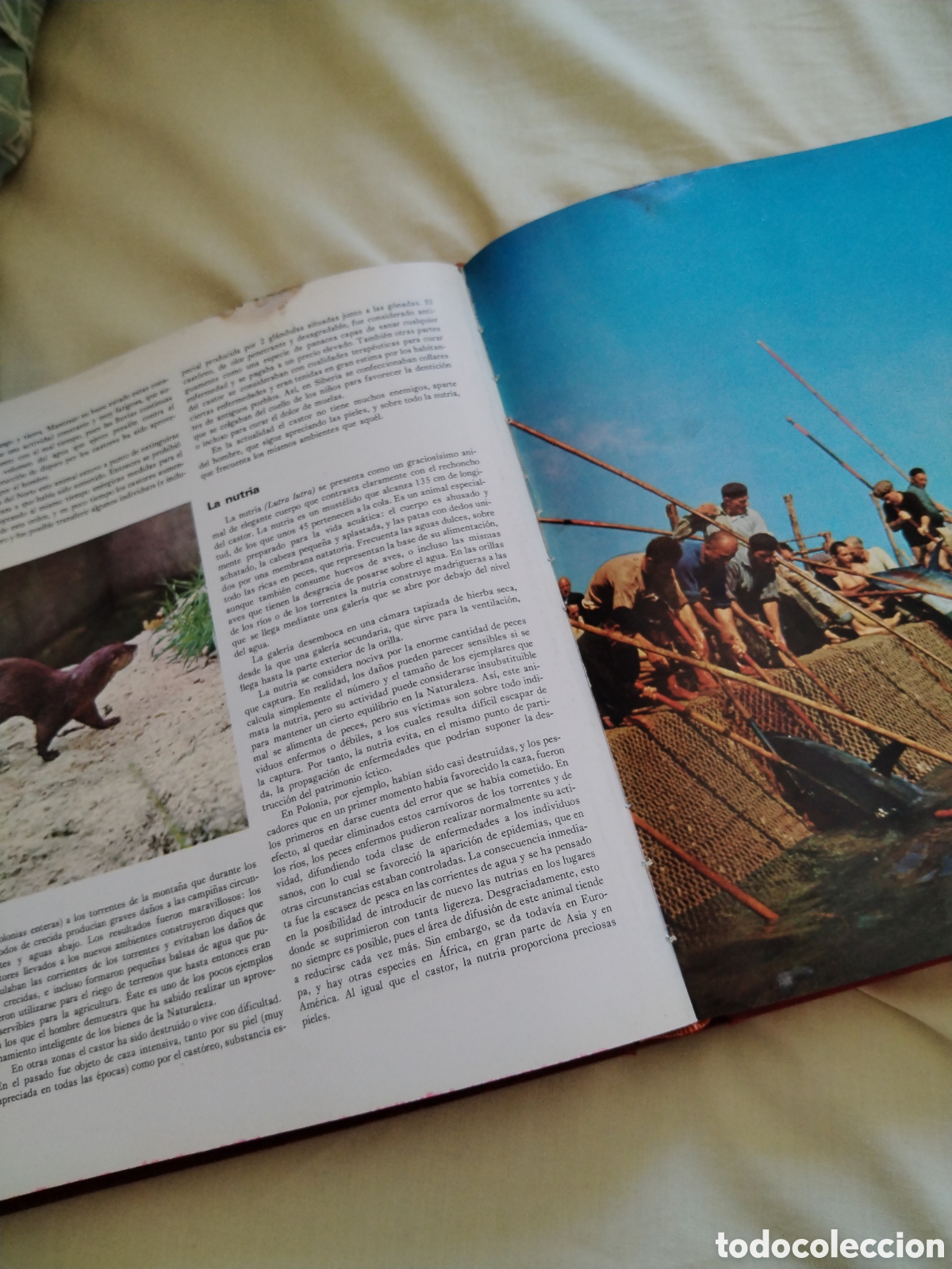 Libros de segunda mano: Maravillas de la naturaleza. Salvat - Foto 6