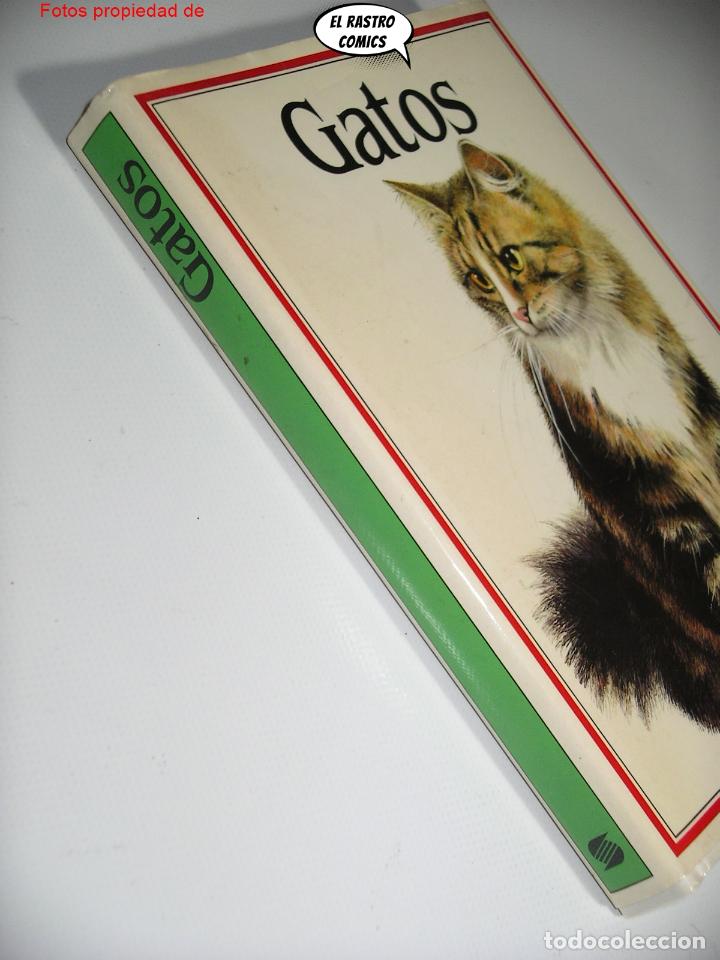 Libros de segunda mano: Gatos, Albert Pintera, Jan Maget, ed. Susaeta 1992, E1 - Foto 2