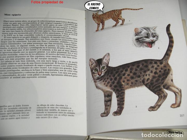 Libros de segunda mano: Gatos, Albert Pintera, Jan Maget, ed. Susaeta 1992, E1 - Foto 4