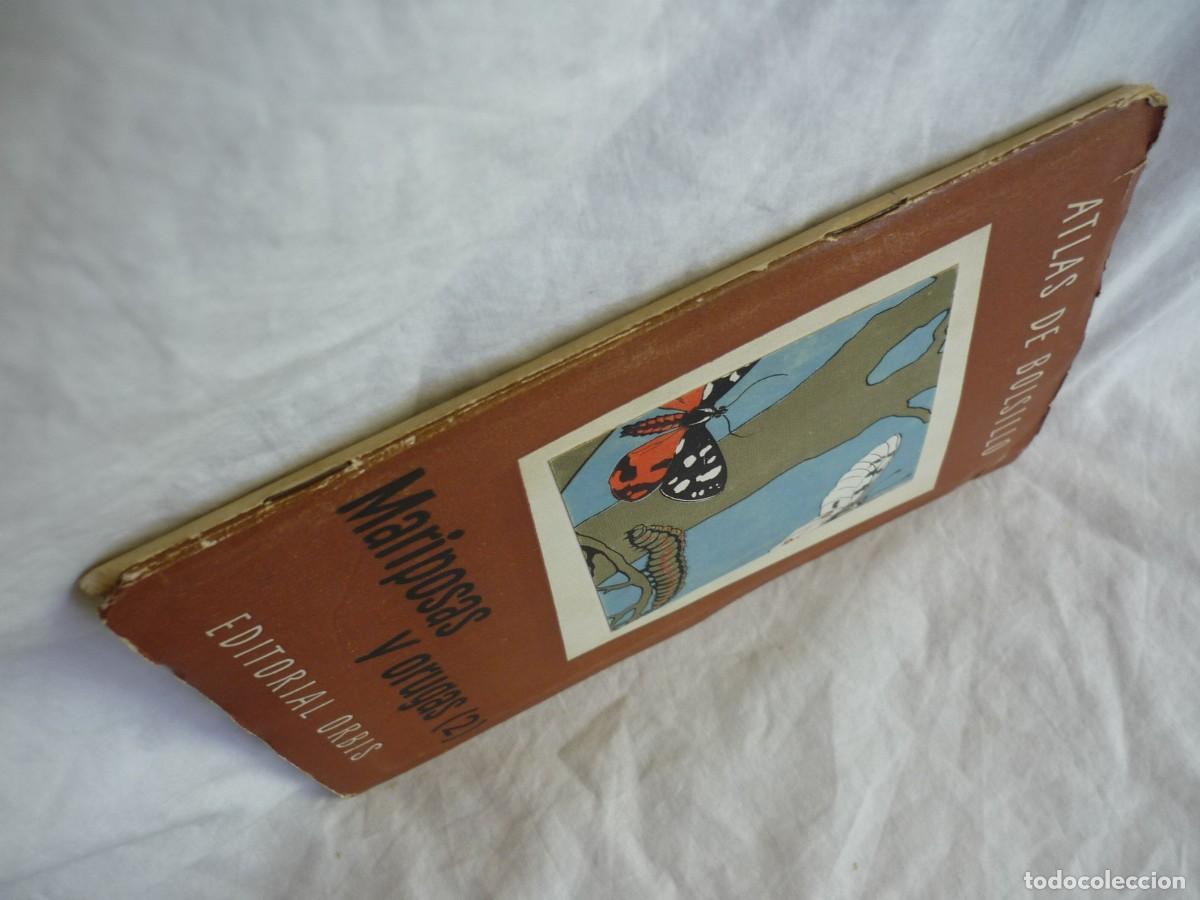 Libros de segunda mano: Atlas de bolsillo Mariposas y orugas (2) Ed. Orbis 1955 - Foto 3