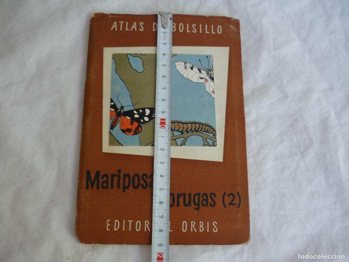 Libros de segunda mano: Atlas de bolsillo Mariposas y orugas (2) Ed. Orbis 1955 - Foto 4