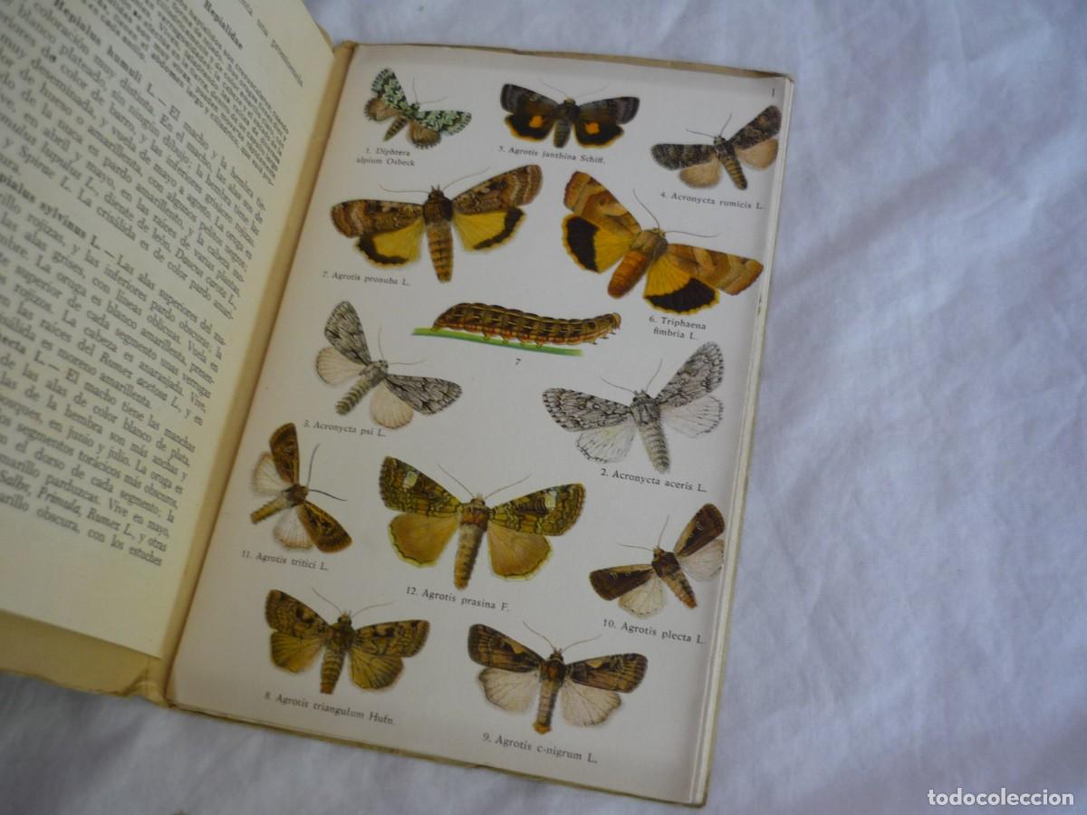 Libros de segunda mano: Atlas de bolsillo Mariposas y orugas (2) Ed. Orbis 1955 - Foto 8