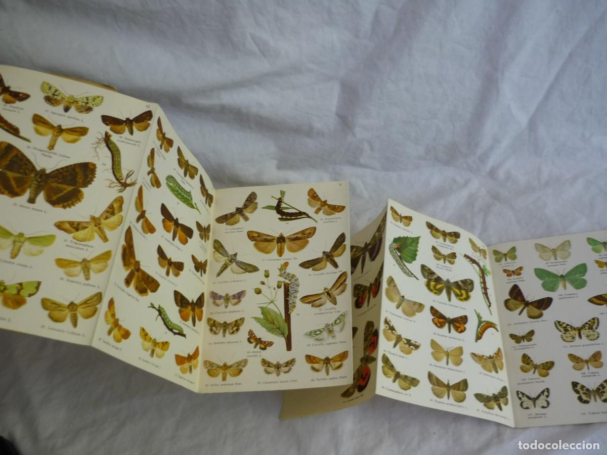 Libros de segunda mano: Atlas de bolsillo Mariposas y orugas (2) Ed. Orbis 1955 - Foto 9