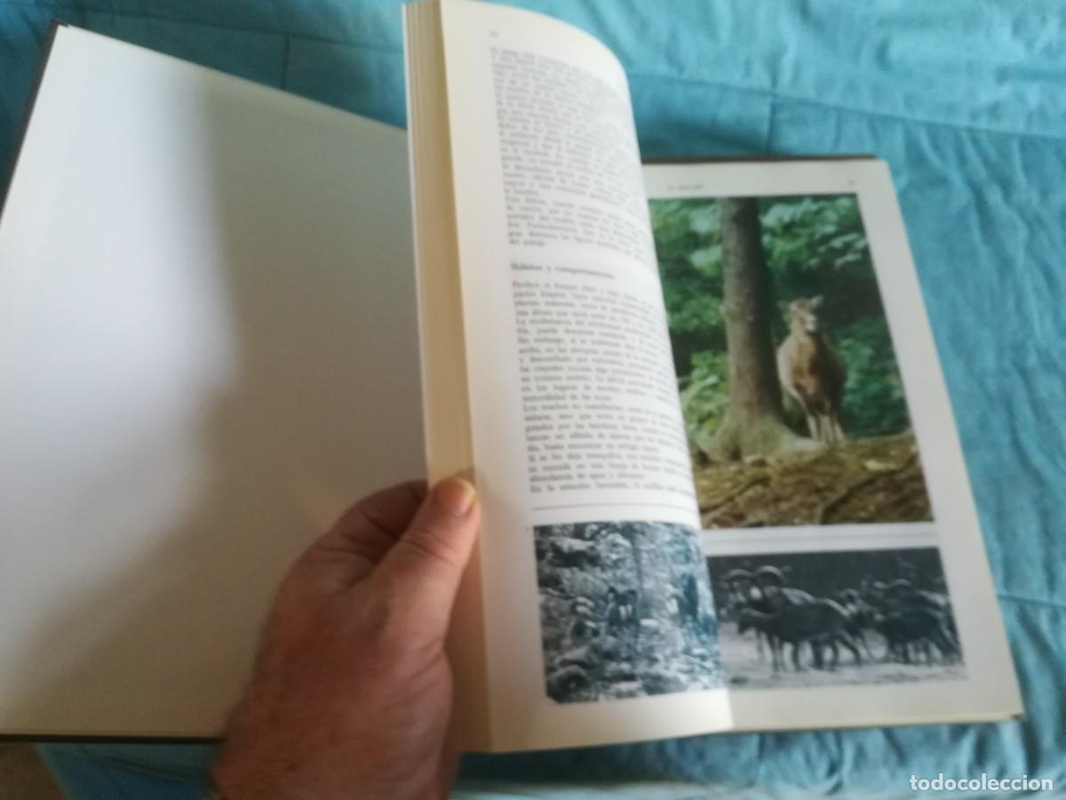 Libros de segunda mano: ENCICLOPEDIA DE LA CAZA / 2 TOMOS / CONS600/7 / RUEDA - Foto 16