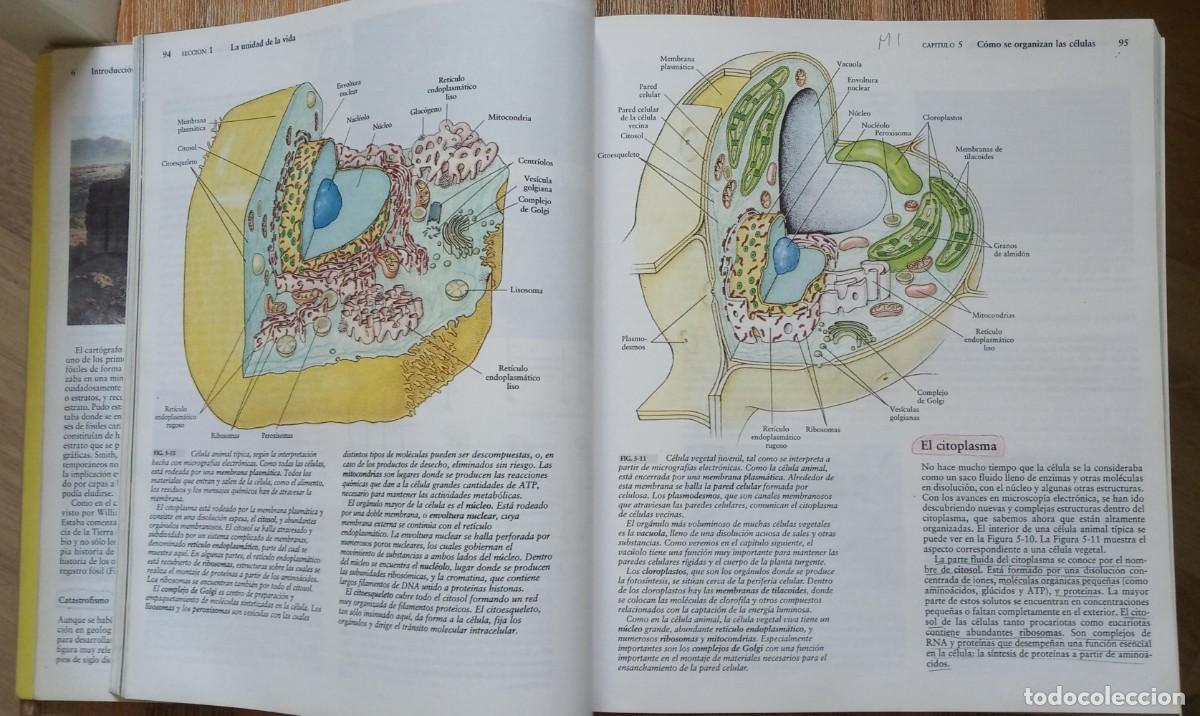 Libros de segunda mano: INVITACION A LA BIOLOGIA - CURTIS BARNES - Foto 2