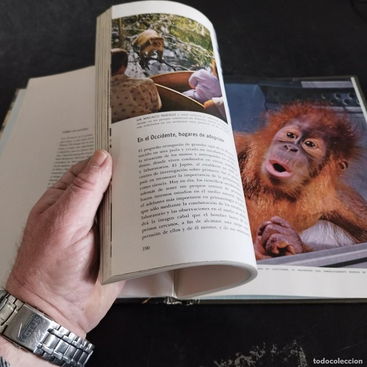 Libros de segunda mano: LOS PRIMATES / SAREL EIMER E IRVEN DEVORE / CONSO 17-20 E / LIFE - Foto 7