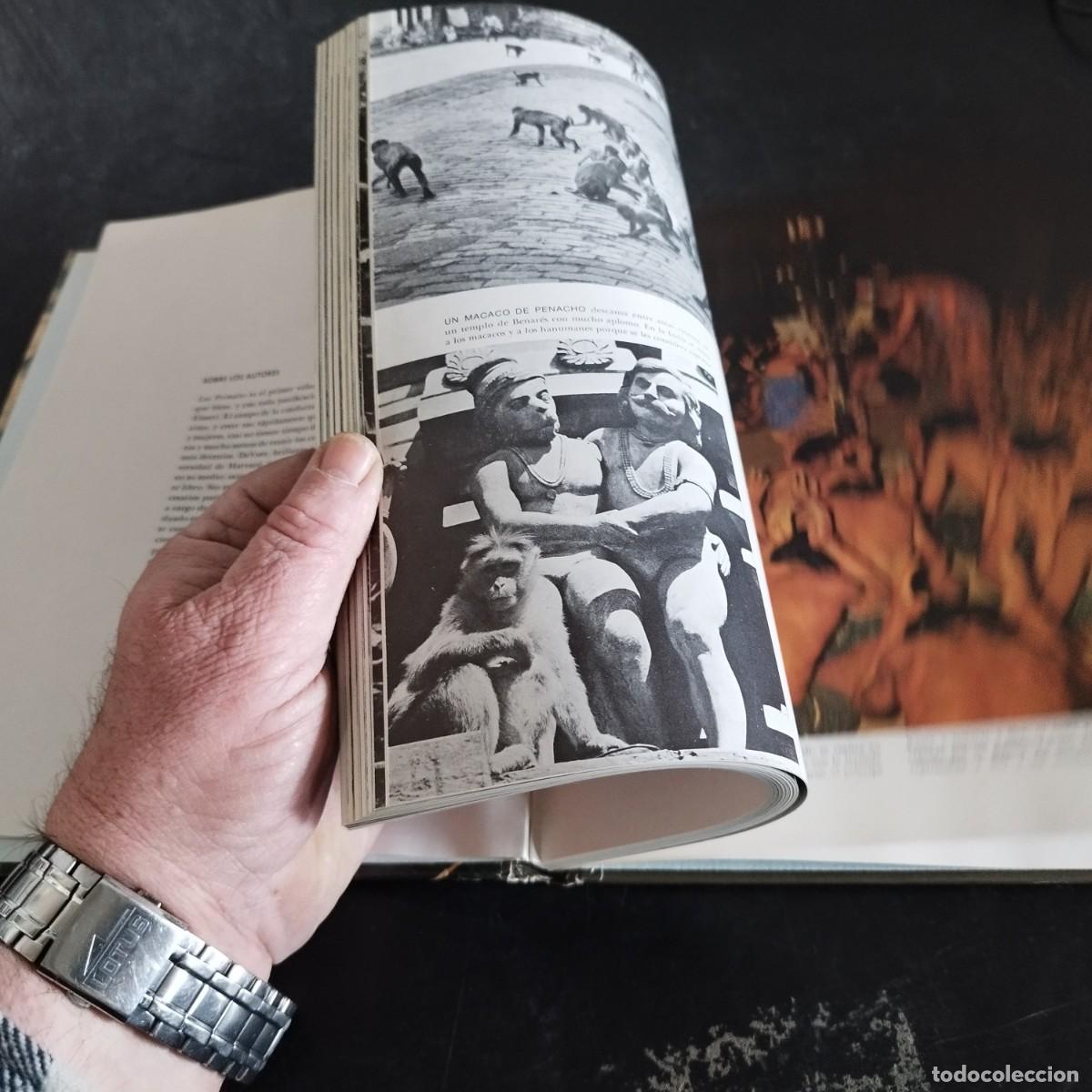 Libros de segunda mano: LOS PRIMATES / SAREL EIMER E IRVEN DEVORE / CONSO 17-20 E / LIFE - Foto 8