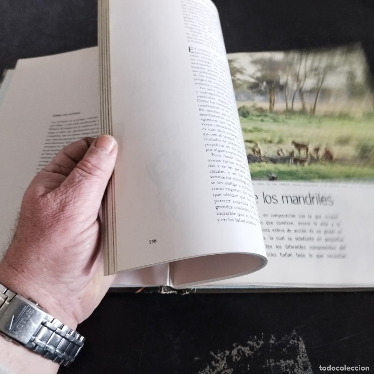 Libros de segunda mano: LOS PRIMATES / SAREL EIMER E IRVEN DEVORE / CONSO 17-20 E / LIFE - Foto 10