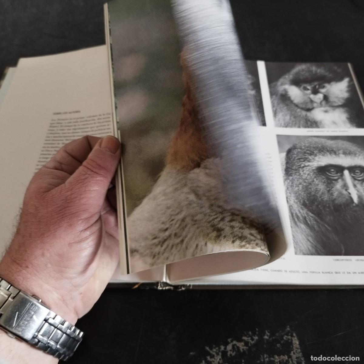 Libros de segunda mano: LOS PRIMATES / SAREL EIMER E IRVEN DEVORE / CONSO 17-20 E / LIFE - Foto 13