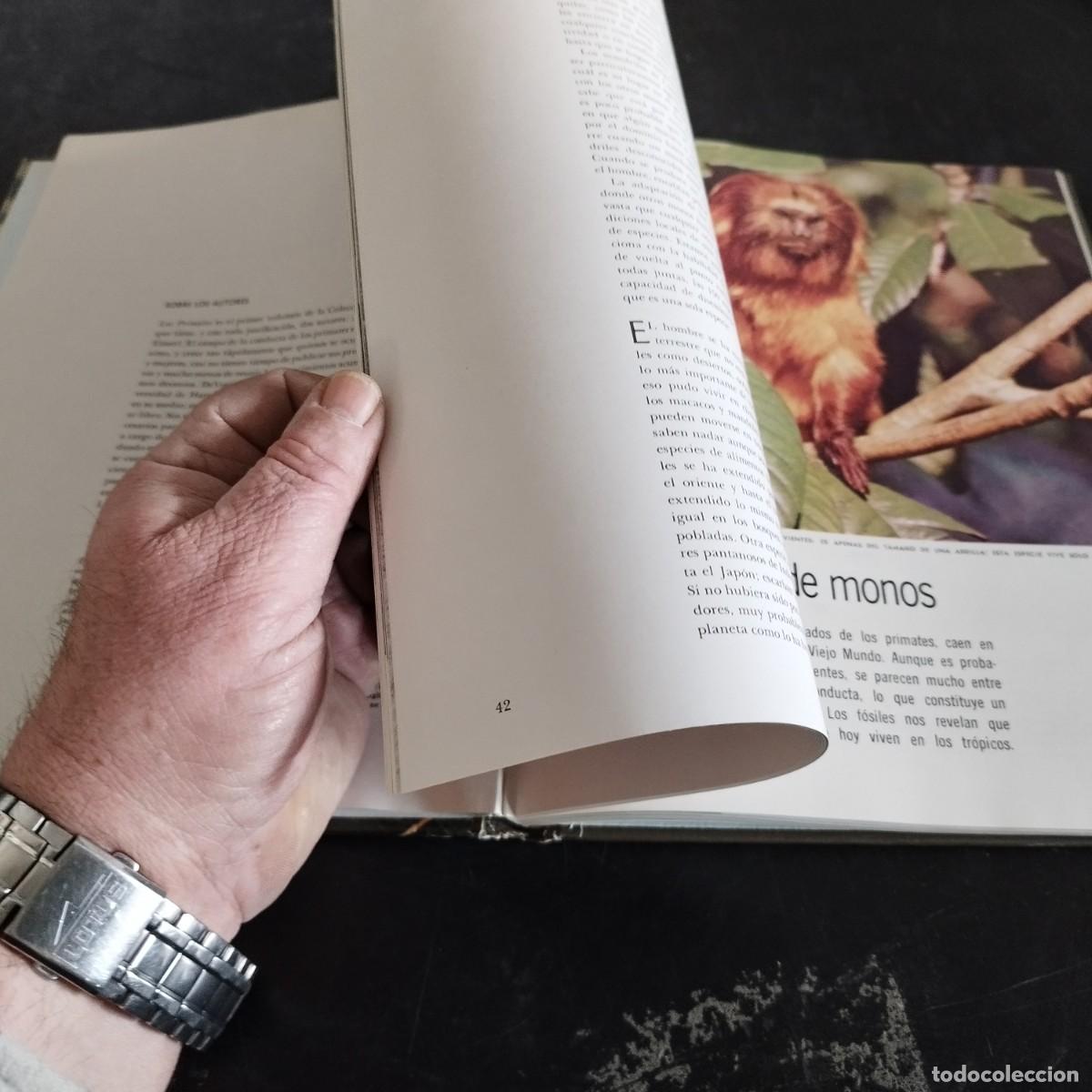 Libros de segunda mano: LOS PRIMATES / SAREL EIMER E IRVEN DEVORE / CONSO 17-20 E / LIFE - Foto 14