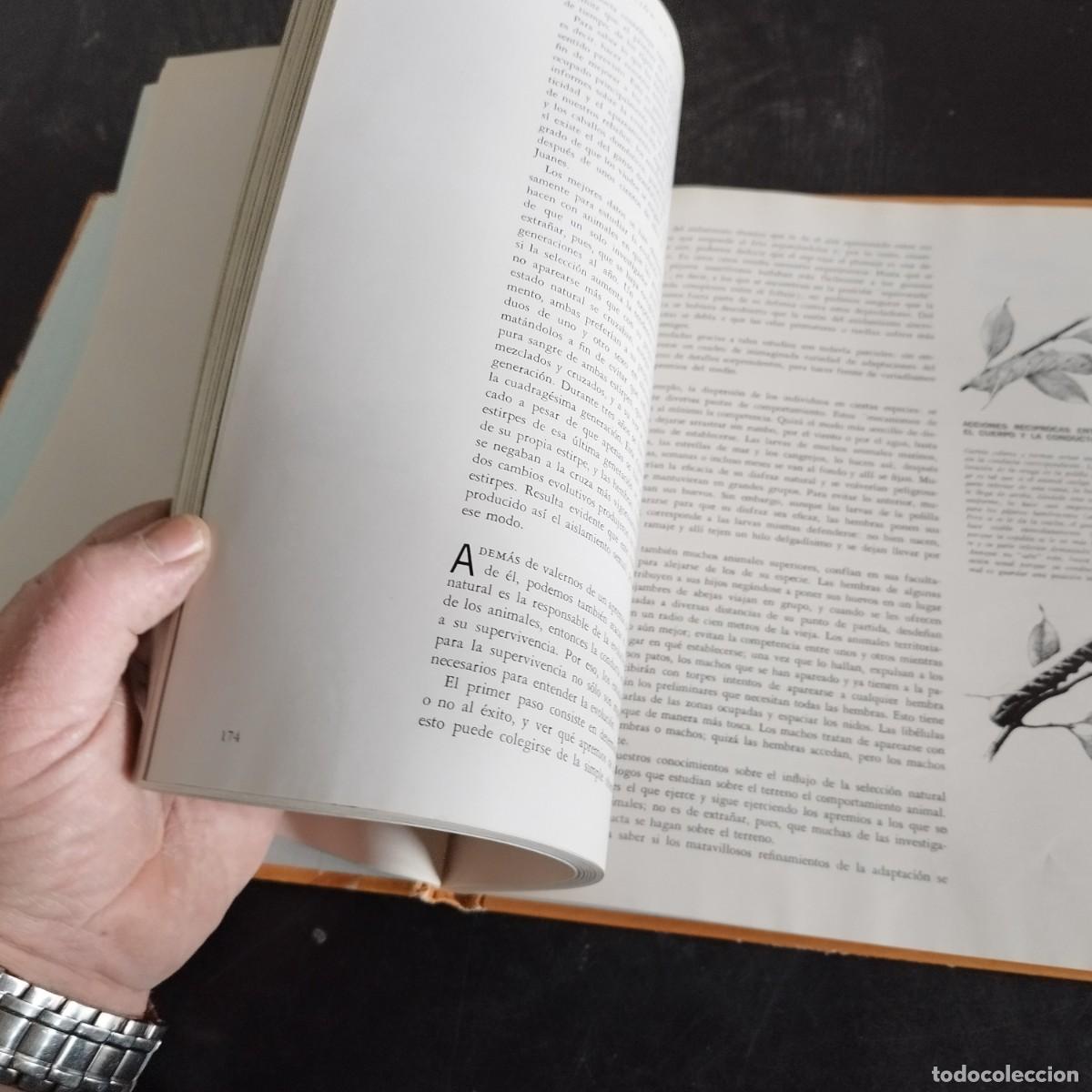 Libros de segunda mano: CODUCTA ANIMAL / NIKO TINBERGEN / CONSO 17-20 E / LIFE - Foto 5