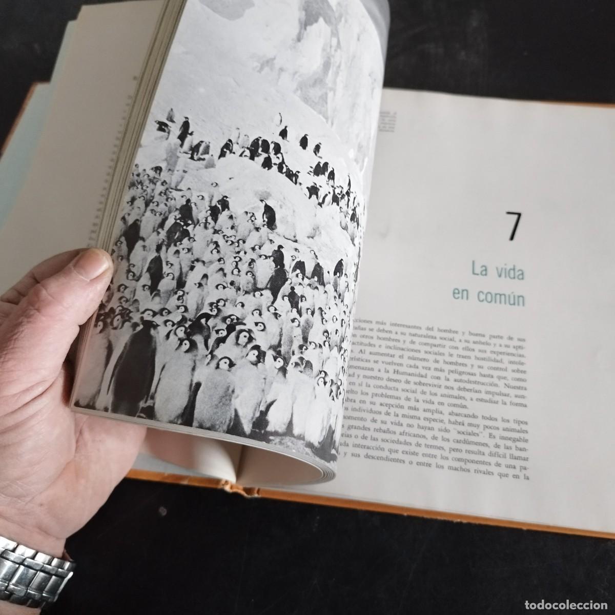 Libros de segunda mano: CODUCTA ANIMAL / NIKO TINBERGEN / CONSO 17-20 E / LIFE - Foto 7