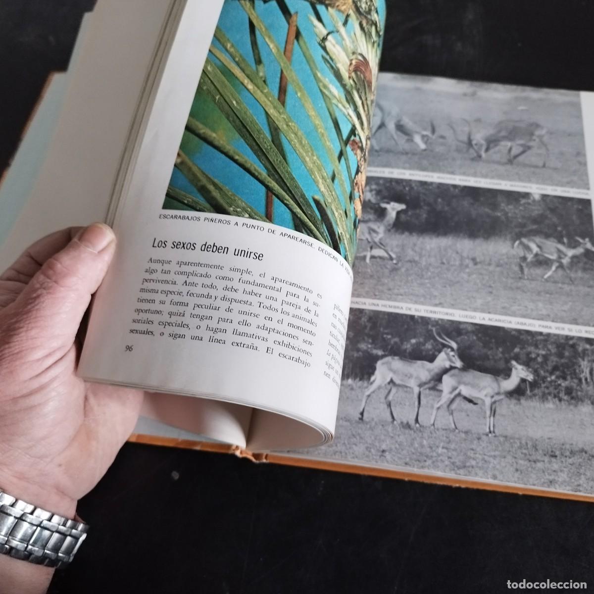Libros de segunda mano: CODUCTA ANIMAL / NIKO TINBERGEN / CONSO 17-20 E / LIFE - Foto 12