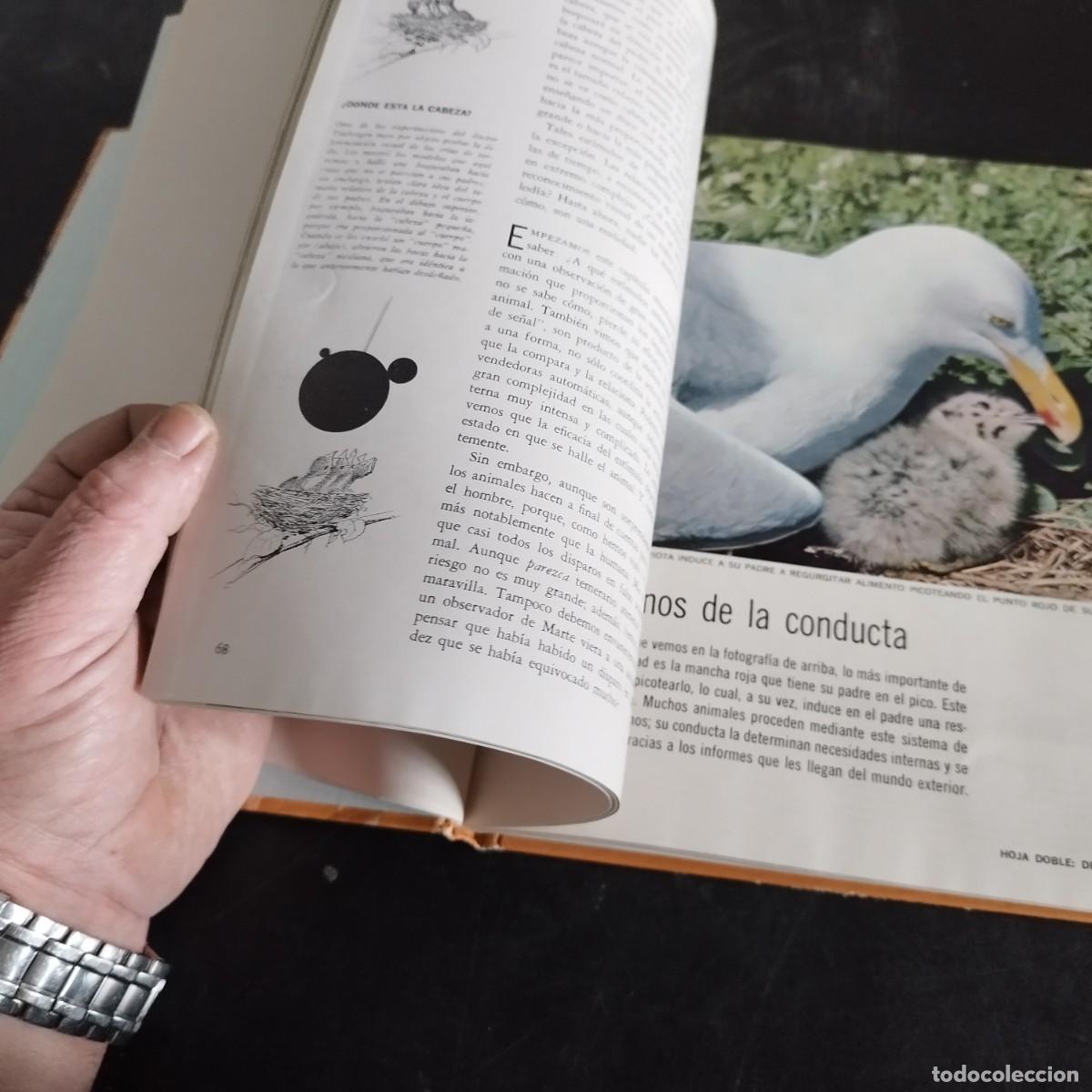 Libros de segunda mano: CODUCTA ANIMAL / NIKO TINBERGEN / CONSO 17-20 E / LIFE - Foto 13
