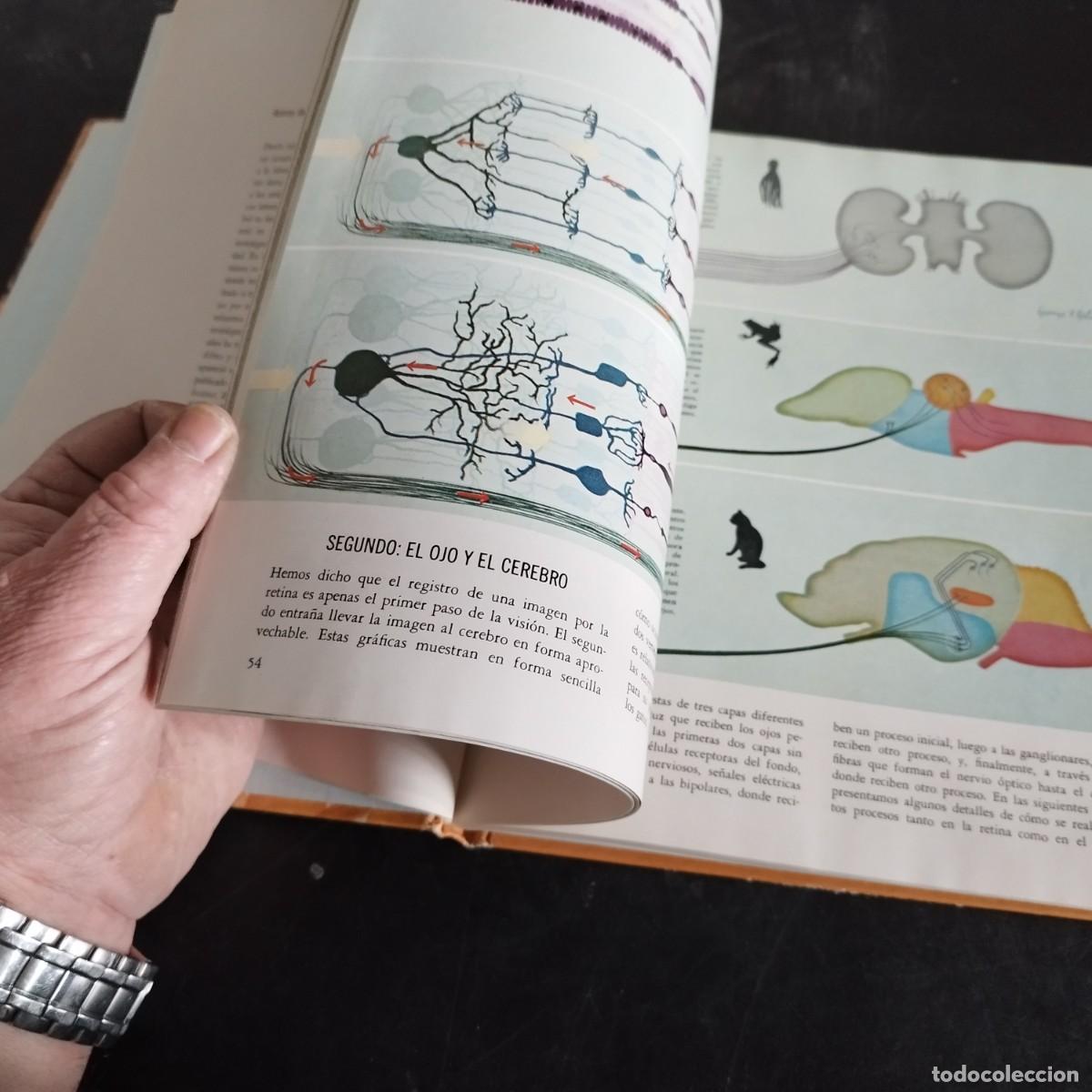 Libros de segunda mano: CODUCTA ANIMAL / NIKO TINBERGEN / CONSO 17-20 E / LIFE - Foto 14