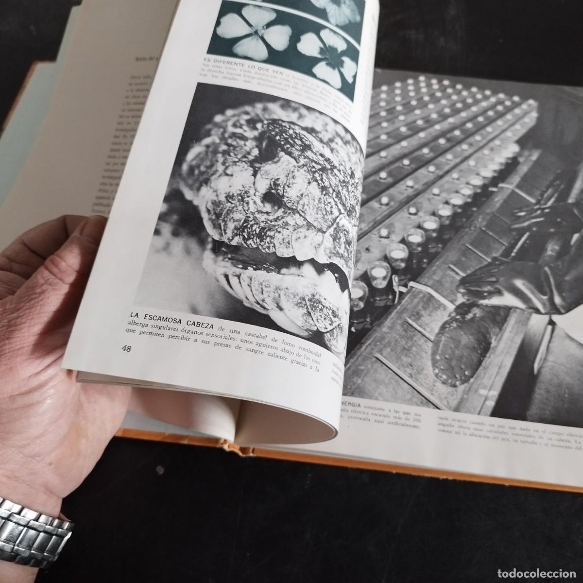 Libros de segunda mano: CODUCTA ANIMAL / NIKO TINBERGEN / CONSO 17-20 E / LIFE - Foto 15