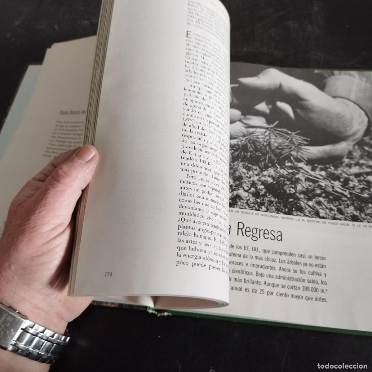 Libros de segunda mano: EL BOSQUE / PETER FARB / CONSO 17-20 E / LIFE - Foto 6