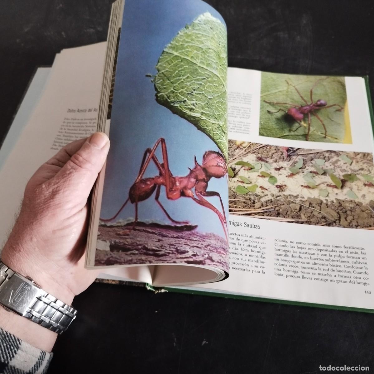 Libros de segunda mano: EL BOSQUE / PETER FARB / CONSO 17-20 E / LIFE - Foto 8