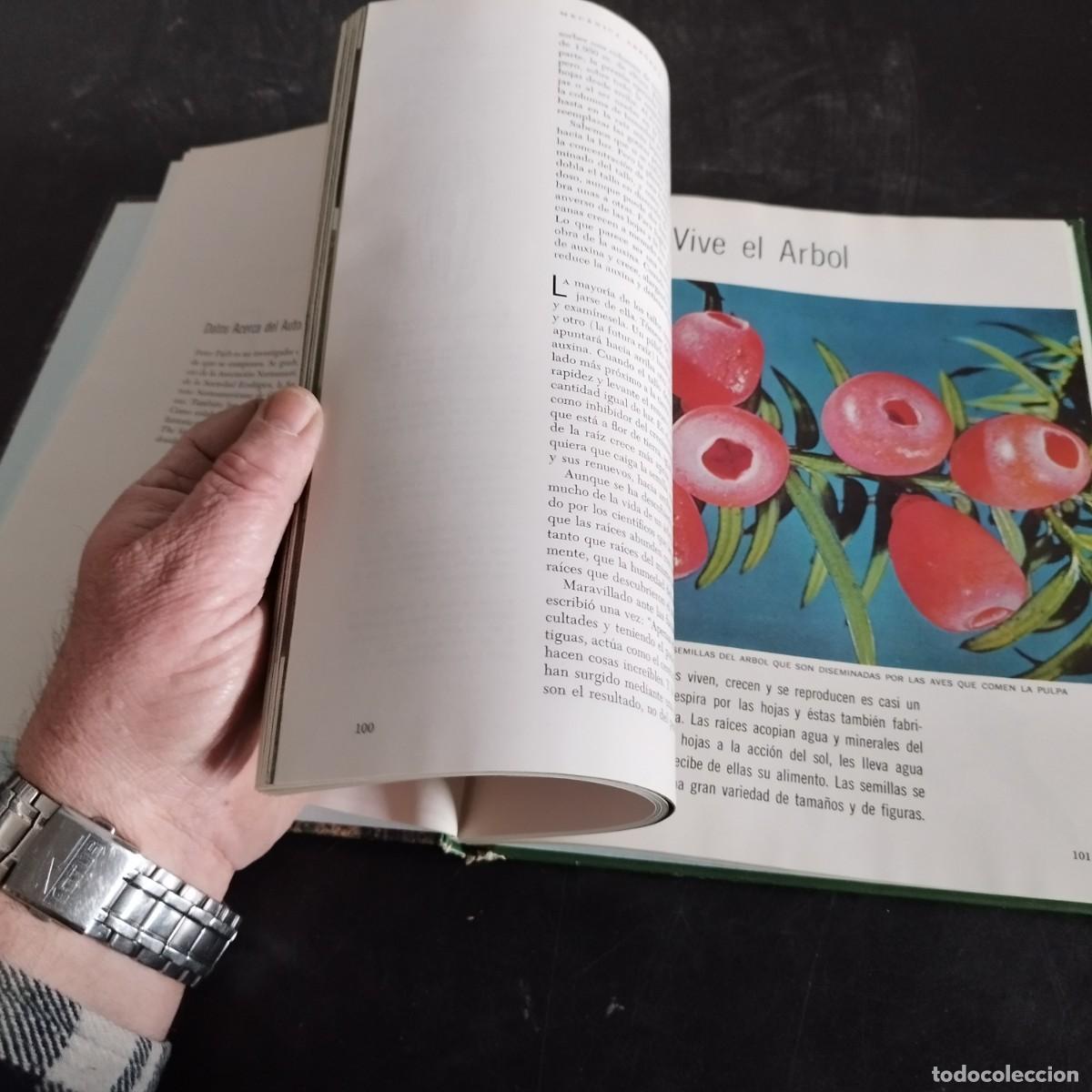 Libros de segunda mano: EL BOSQUE / PETER FARB / CONSO 17-20 E / LIFE - Foto 10