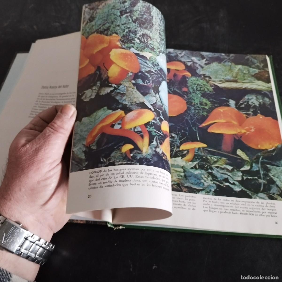 Libros de segunda mano: EL BOSQUE / PETER FARB / CONSO 17-20 E / LIFE - Foto 14