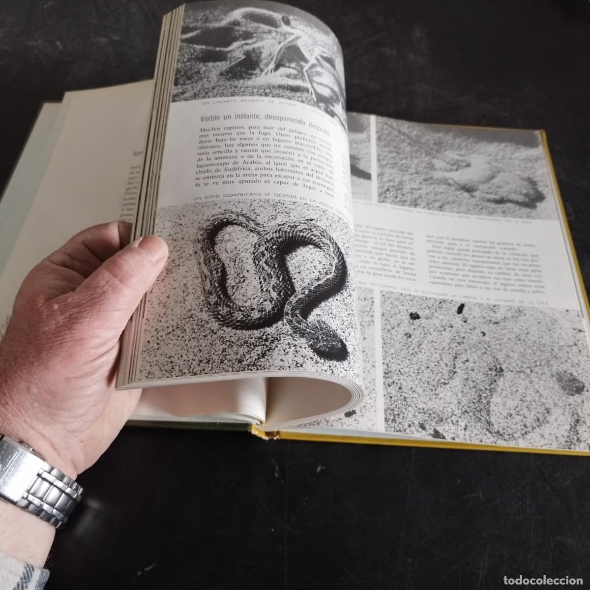 Libros de segunda mano: LOS REPTILES / ARCHIE CARR / CONSO 17-20 E / LIFE - Foto 7
