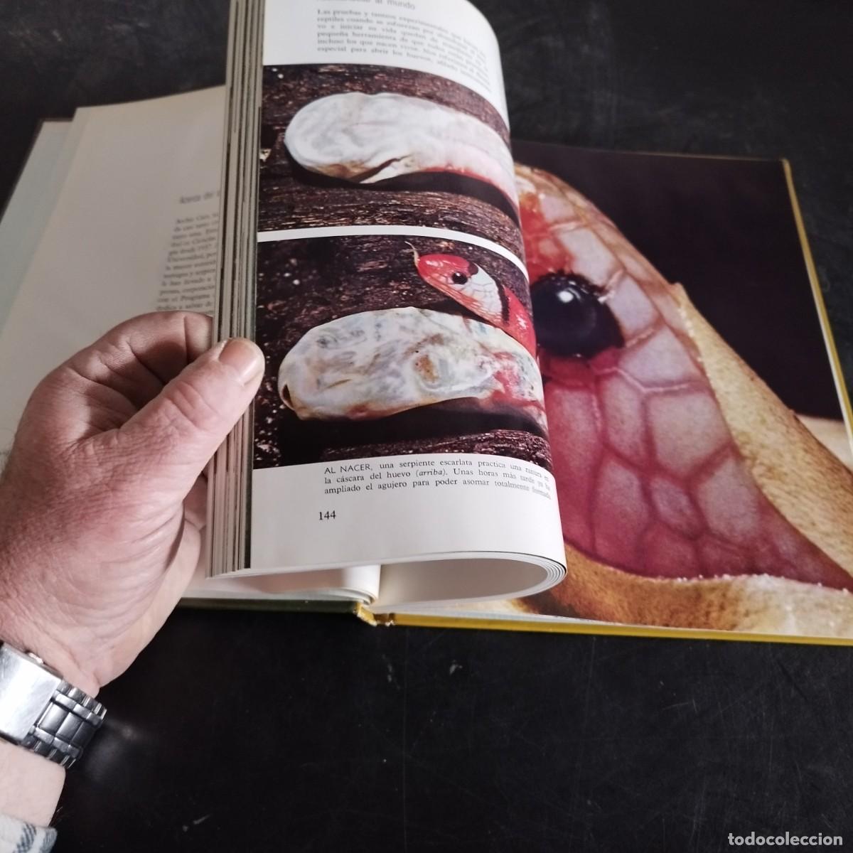Libros de segunda mano: LOS REPTILES / ARCHIE CARR / CONSO 17-20 E / LIFE - Foto 8