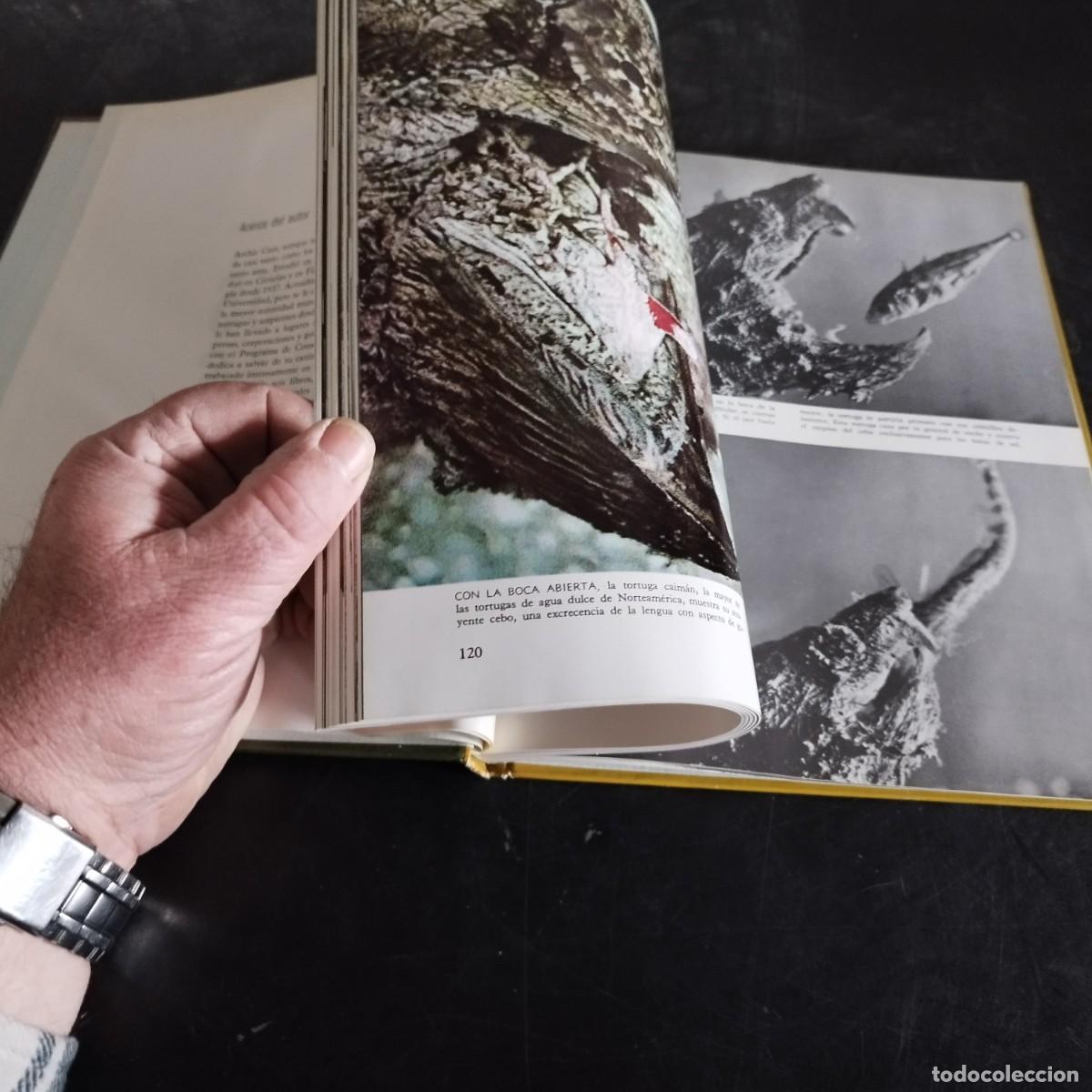 Libros de segunda mano: LOS REPTILES / ARCHIE CARR / CONSO 17-20 E / LIFE - Foto 9