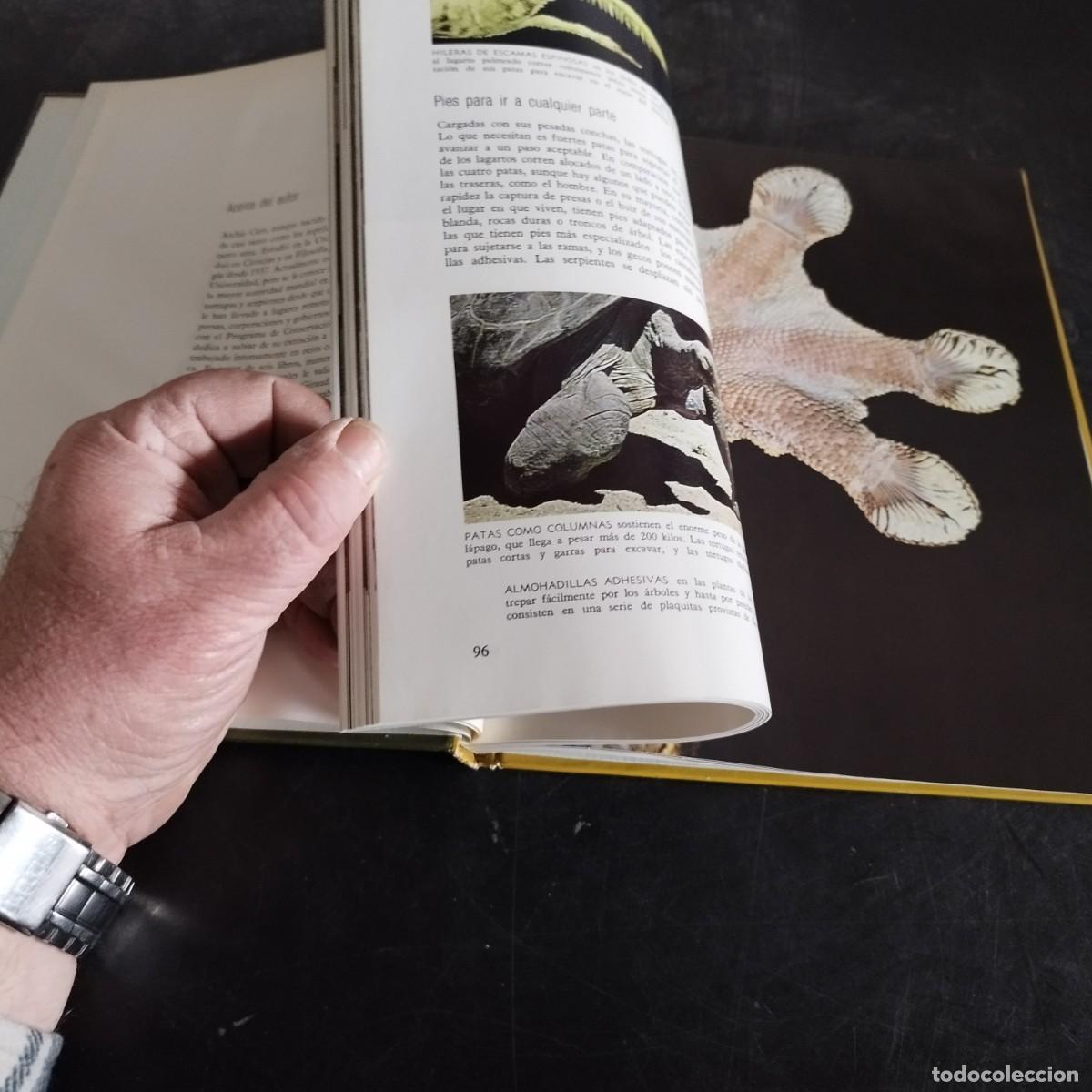 Libros de segunda mano: LOS REPTILES / ARCHIE CARR / CONSO 17-20 E / LIFE - Foto 10