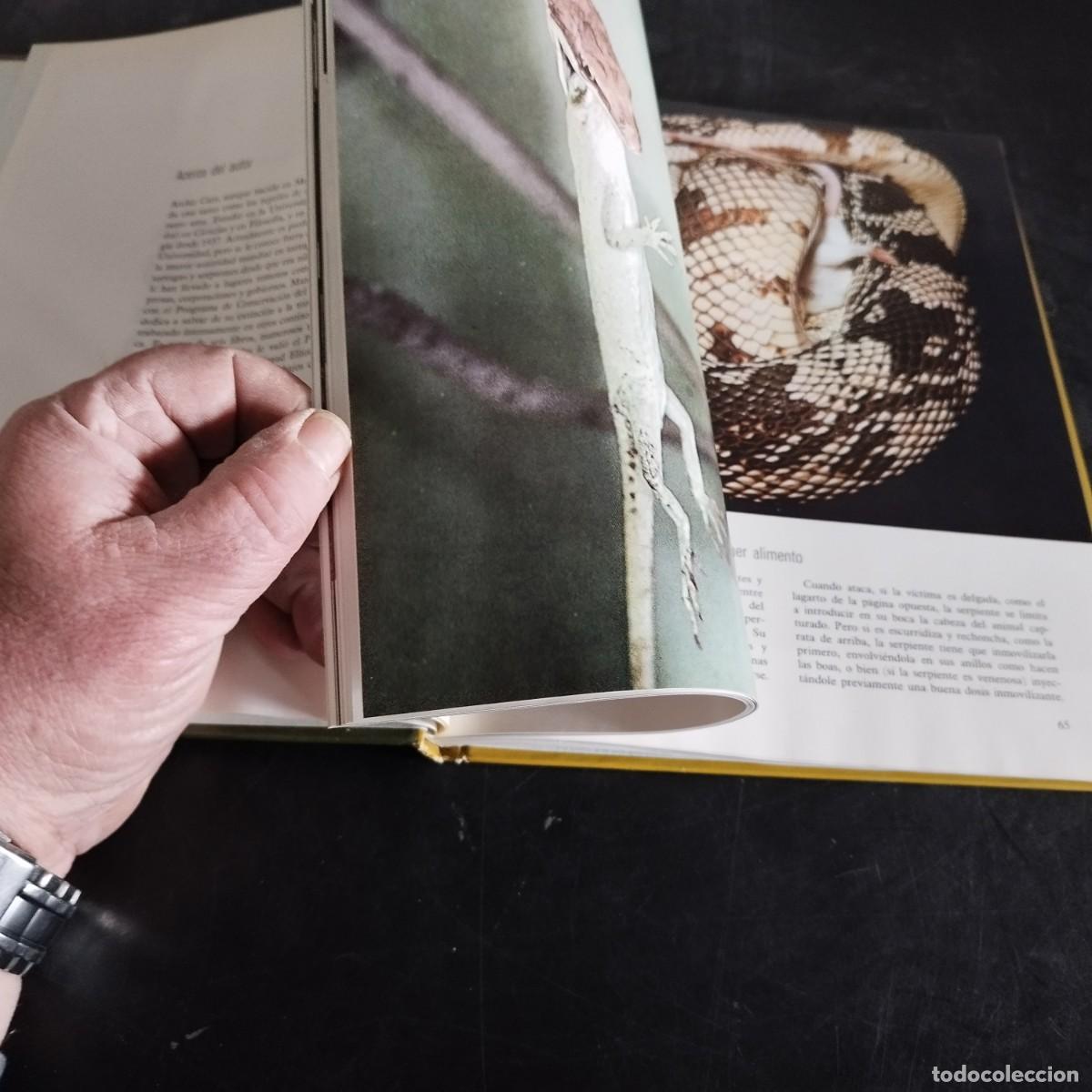 Libros de segunda mano: LOS REPTILES / ARCHIE CARR / CONSO 17-20 E / LIFE - Foto 12