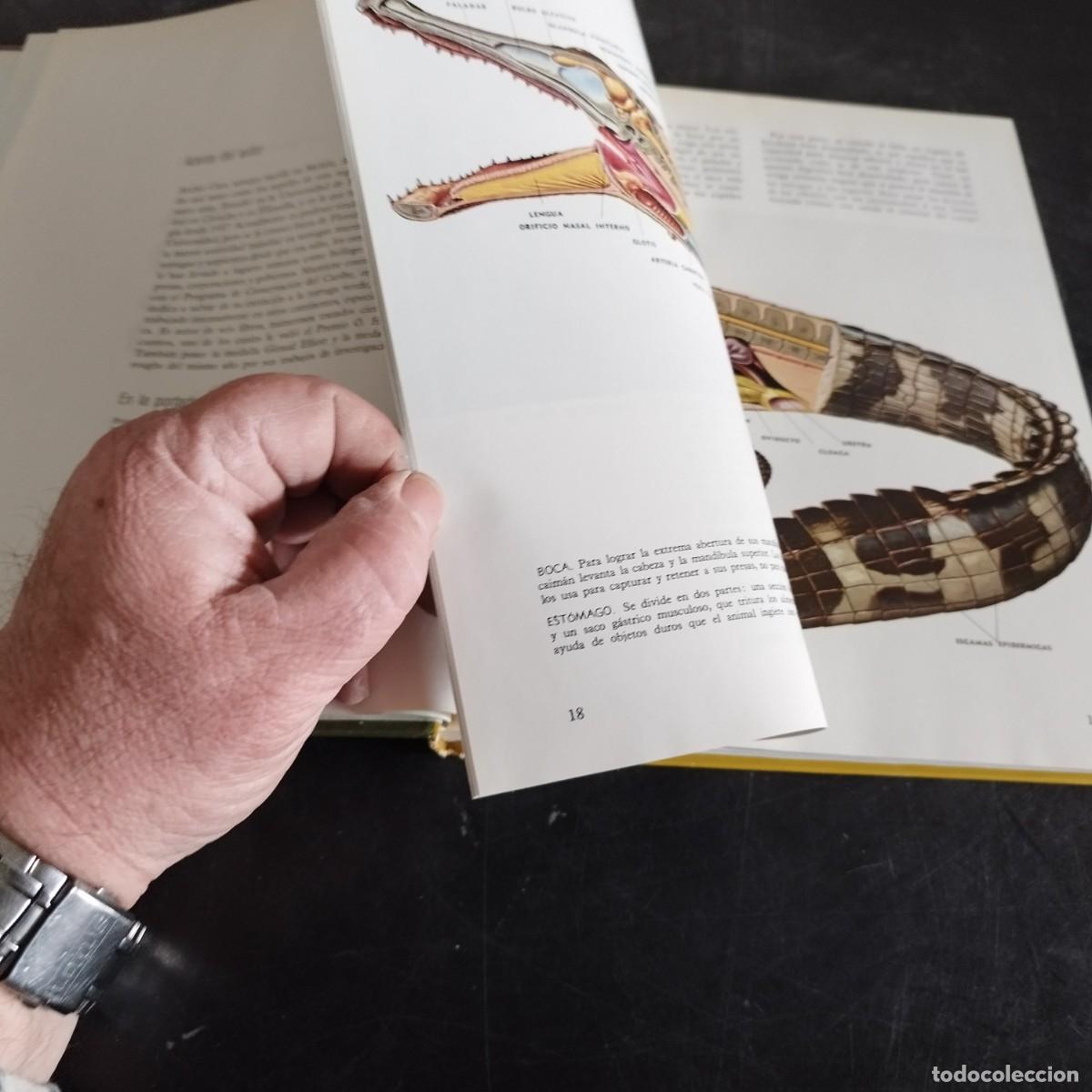 Libros de segunda mano: LOS REPTILES / ARCHIE CARR / CONSO 17-20 E / LIFE - Foto 16