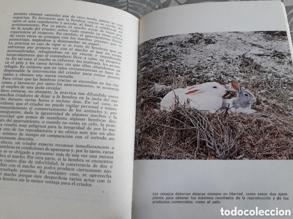 Libros de segunda mano: LOS CONEJOS, RAZAS, CRIA,CUIDADOS, R.Y.CHARD, - Foto 3