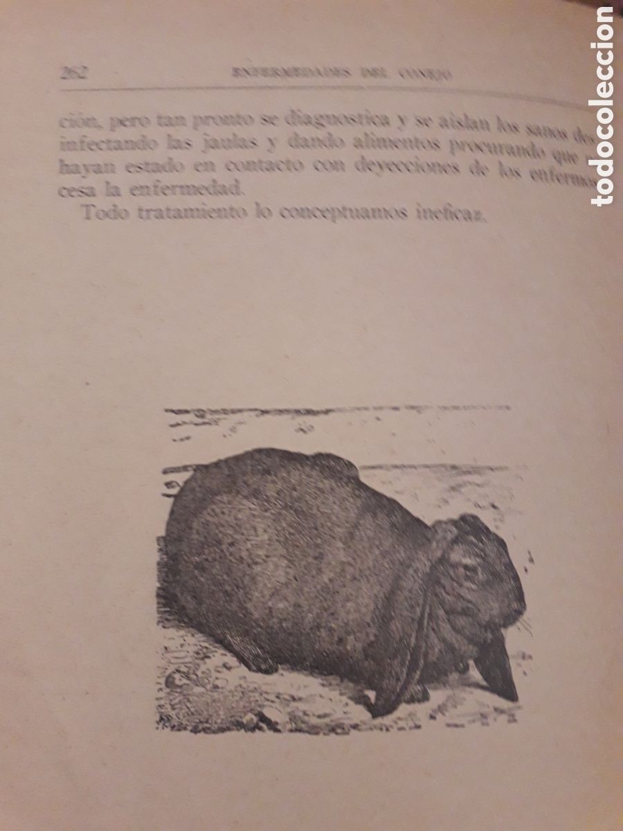 Libros de segunda mano: El Conejo y sus Productos . Santos Ar&aacute;n - Foto 4