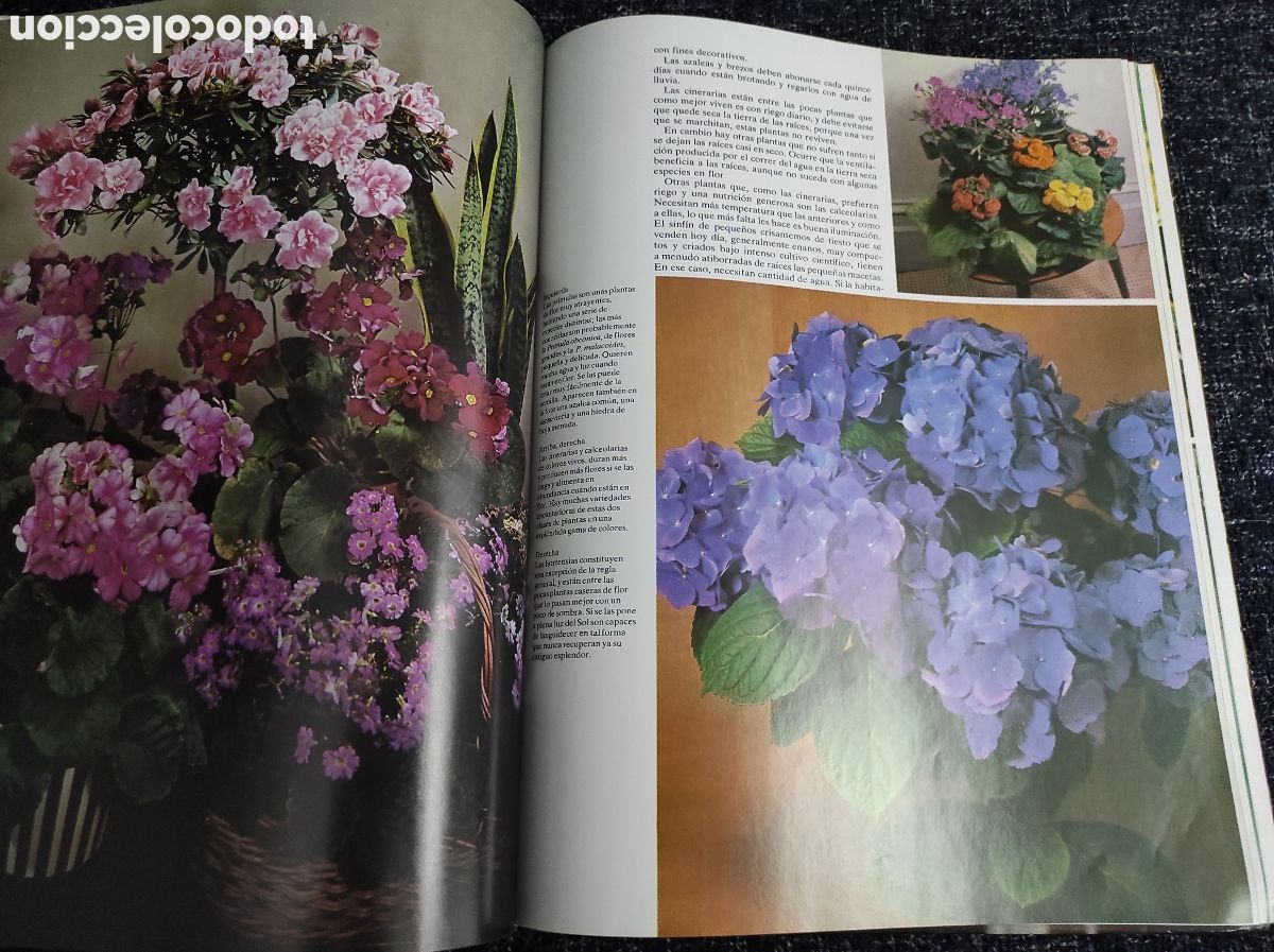 Libros de segunda mano: FLORES Y PLANTAS EN CASA, / VIOLET STEVENSON. - Foto 2