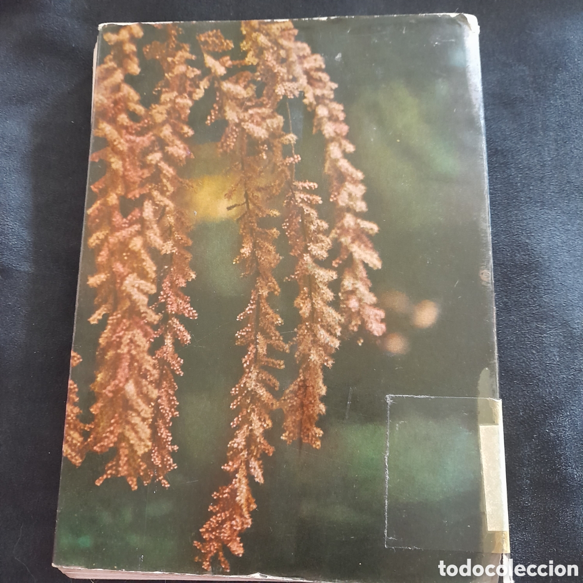 Libros de segunda mano: Flora b&aacute;sica. Emilio Guinea - Foto 2