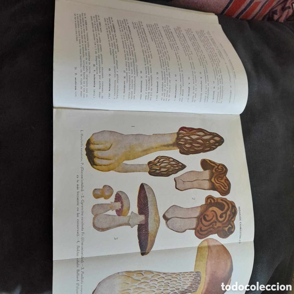 Libros de segunda mano: Flora b&aacute;sica. Emilio Guinea - Foto 4